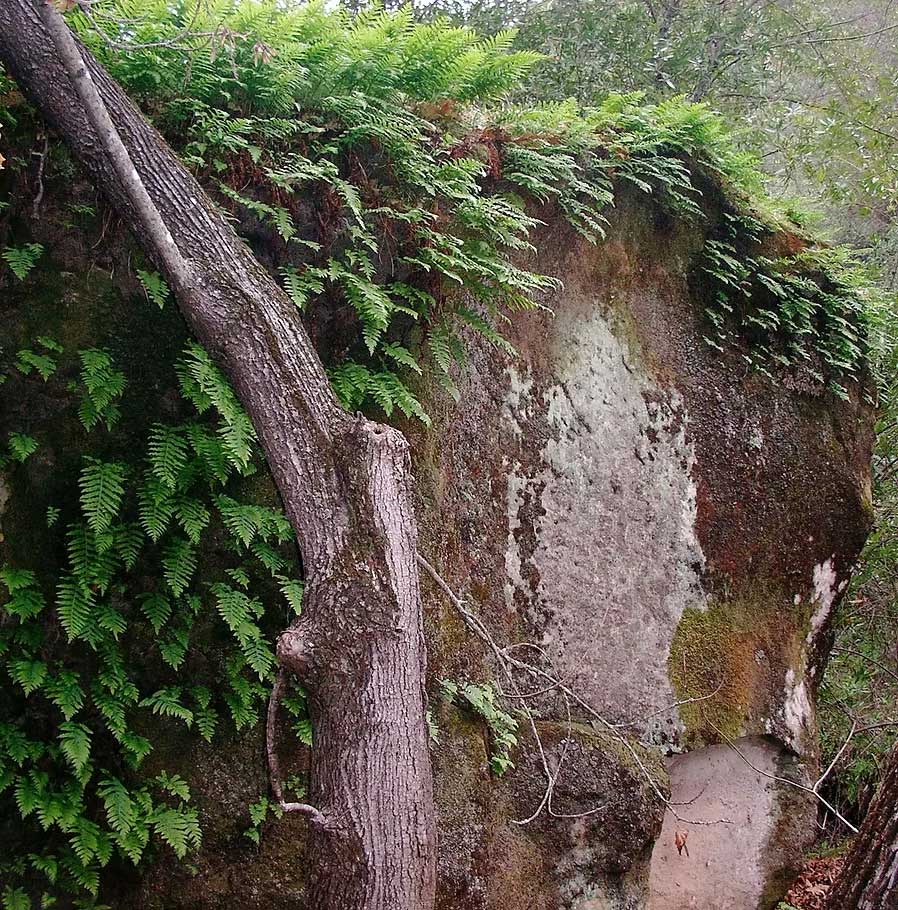 Boulder covered in ferns