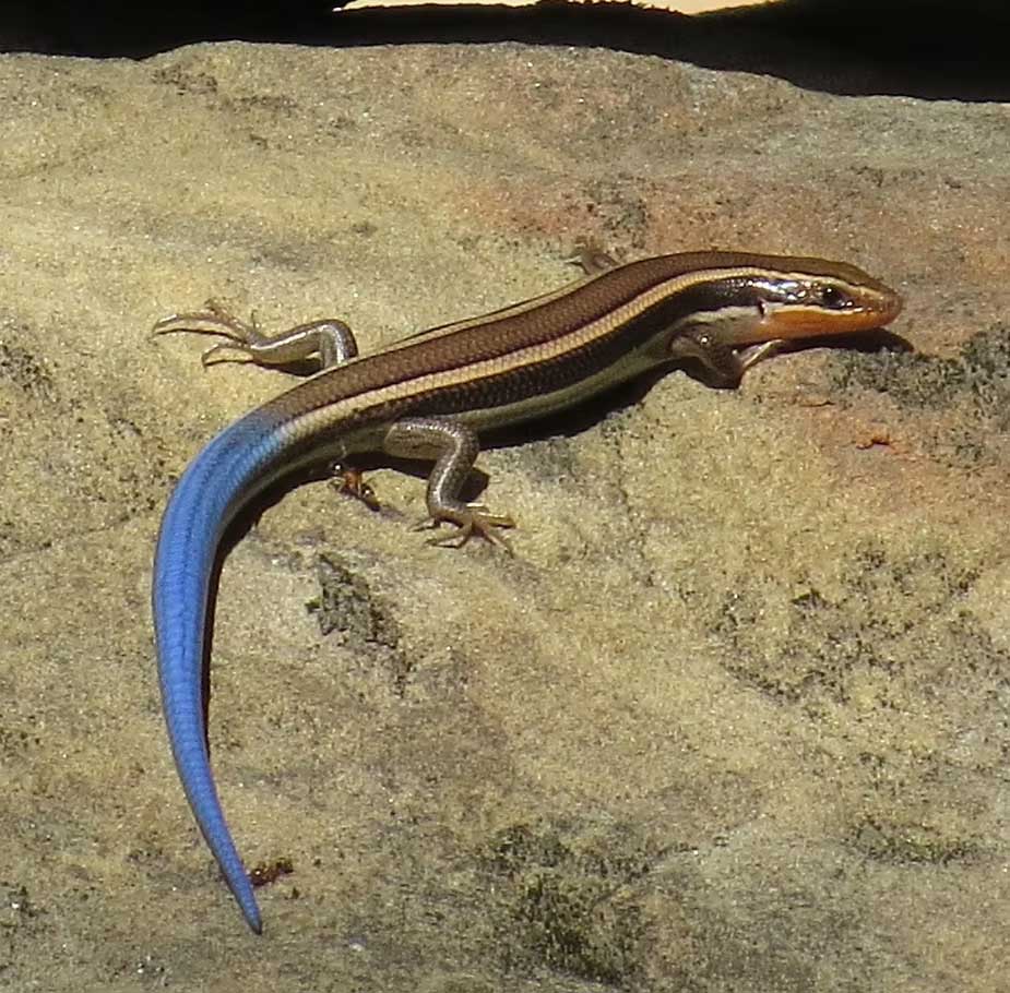 California Skink