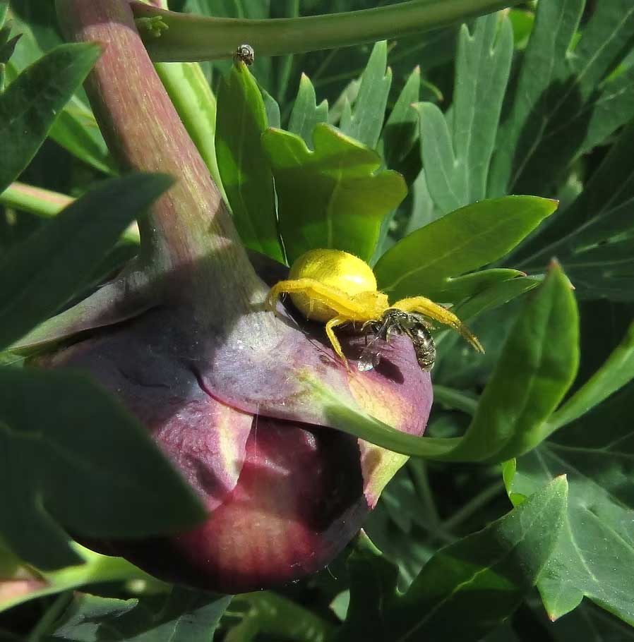 Crab spider on Peony