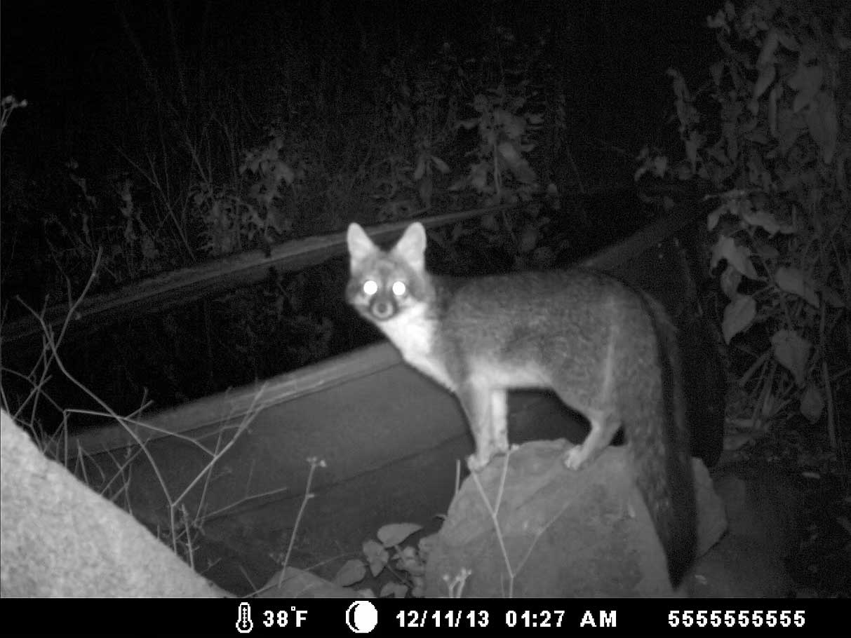 Gray fox