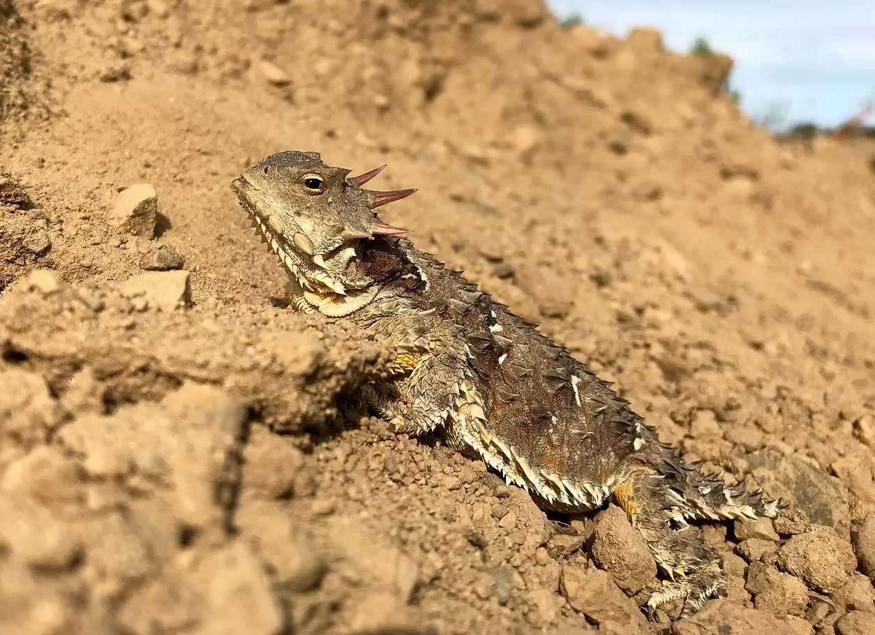 Horned Toad on Arroyo-Burro-fire-road