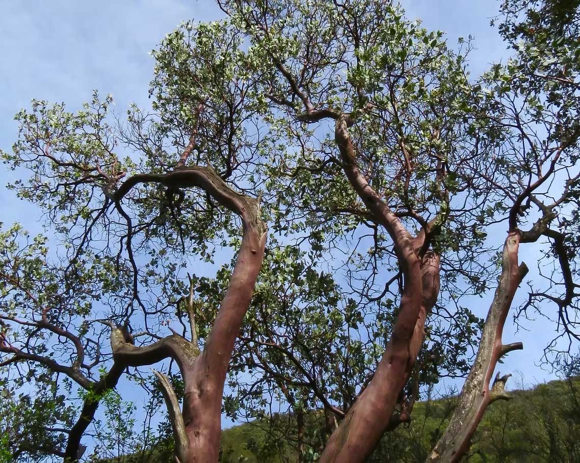 Manzanita