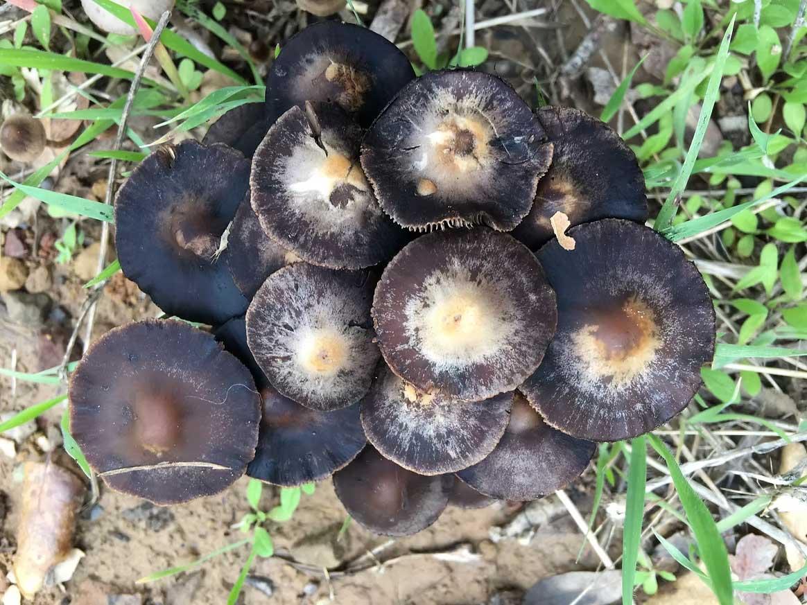 Mushroom