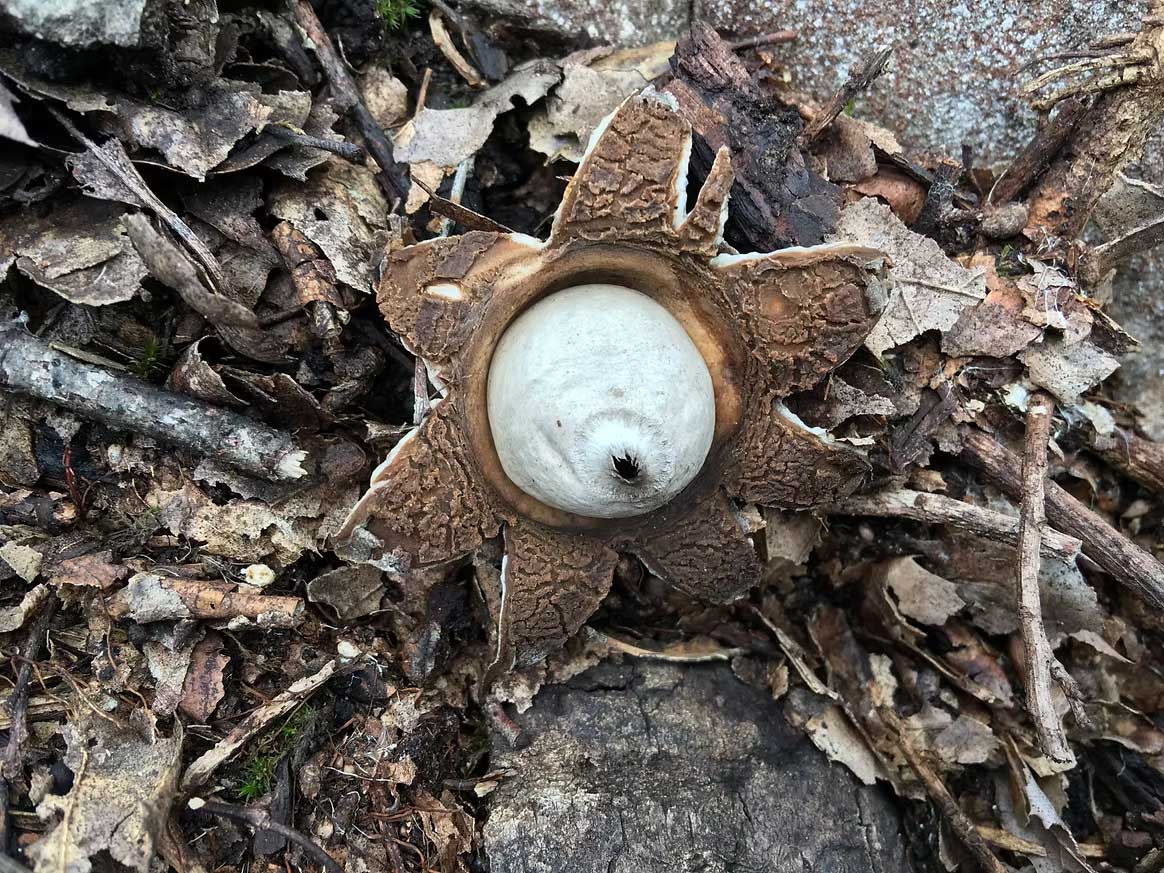 Mushroom