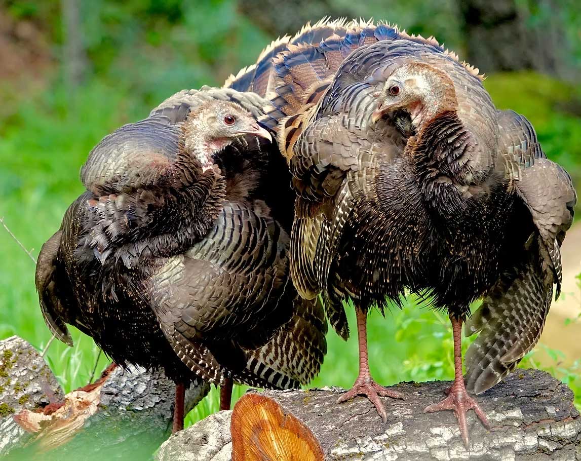 Wild Turkey